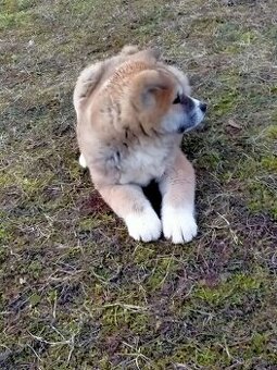 Akita inu