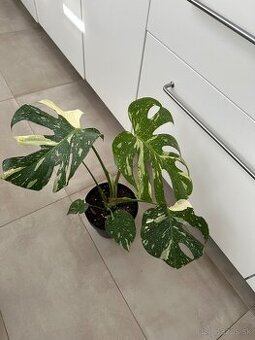 Monstera thai constalation