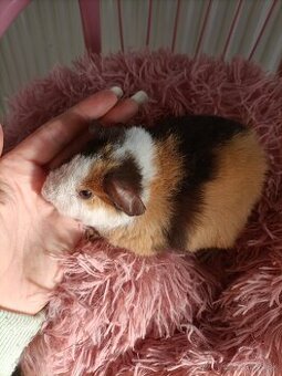 Cistokrvne morča samicky