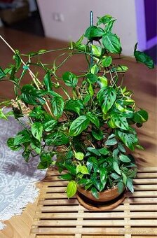 Džungľa z rôznych zberateľských popínavých izboviek