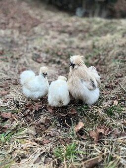 Predám NV hodvábničky