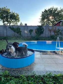 DOG HOTEL – HĽADÁME NOVÉHO KOLEGU / KOLEGYŇU