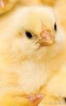 Predám brojlerové kuriatka