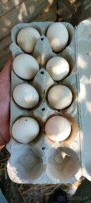 Násadové vajíčká