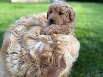 Goldendoodle