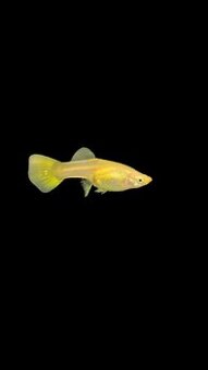 Predám gupky yellow guppy