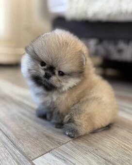 Pomeranian mini