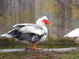 pižmové - čínske kačky