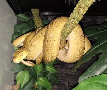Corallus hortulanus