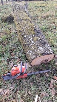 Kmeň hrušky - predám lacno