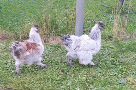 Slnečnica, kohúty hodvábničky - 1