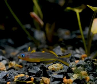 Predam Pseudomugil furcatus - Duhovka Vidlochvosta - 1