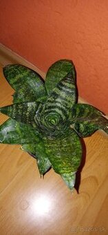 svokrin jazyk mini- (Sansevieria trifasciata 'Hahnii' mini