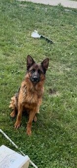 ⸻  Darujem nemeckého ovčia