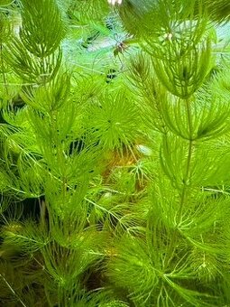 Akvarijná rastlina Rožkatec (Ceratophyllum demersum)