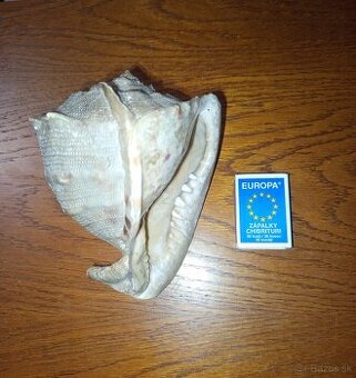 Veľká morská lastúra