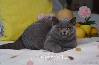 Britská krátkosrstá