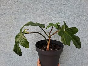 Philodendron squamiferum - 1