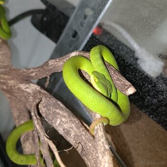 1.1 Trimeresurus albolabris cb24