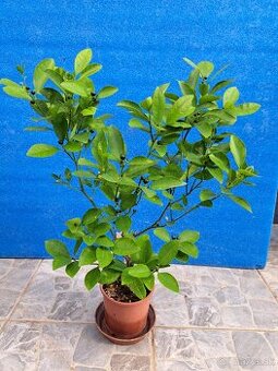 Citrus calamondin odroda Oriana