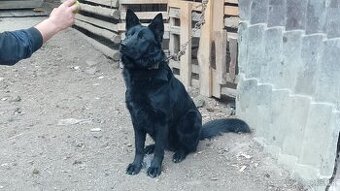 Nemecký ovčiak