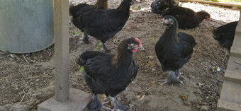 Kohút Marans Medenokrký