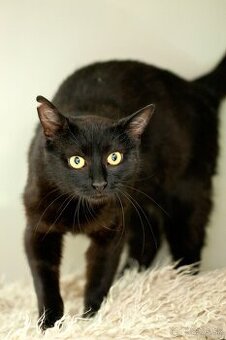 ❤ Moryana - dôverčivá, dobrá a pokojná - 1