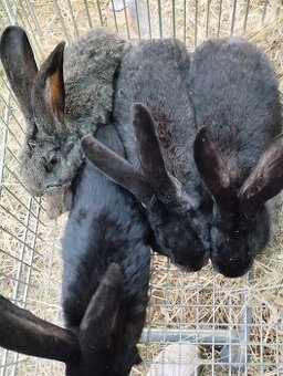 Belgický obor x Hyla