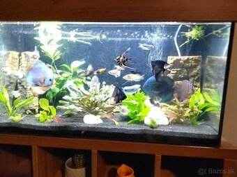 Predám súrne diskusi plus. Iné spoločenské ryby.