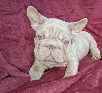 Francuzsky buldoček