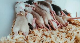 Prebytok myši a potkanov