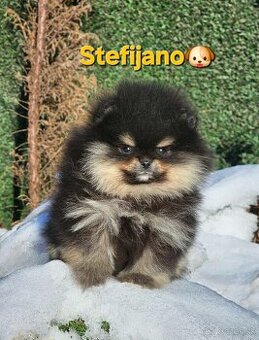 Pomeranian BOO – vzhľad medvedíka, Pomeranian špic