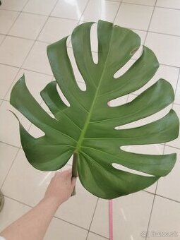 Monstera deliciosa - zakorenená