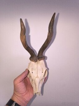 Trofej parohy parozie zhody rohy srnec trofeje