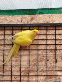 Vymením Samca za Samičku