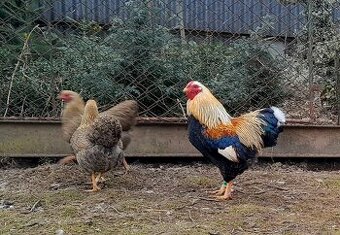 Násadové vajcia wyandotka oranžová vlnitá zdrobnená