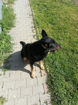 vlčiak darujem - 1