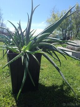 Aloe Vera prave liečivé