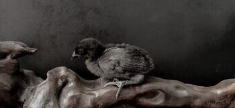 Ayam cemani kuriatka