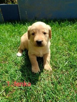 Šteniatka labrador/zlatý retriever