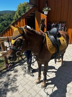 Predam sikovneho pony