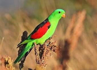 papagaj cervenokridly