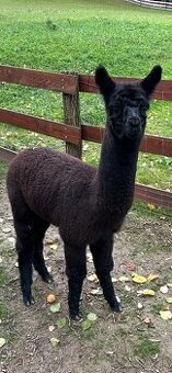 Lama Alpaka 2 samičky