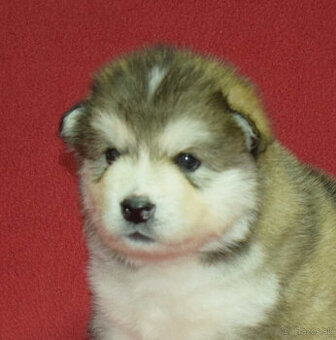 Aljašský malamut – štěňátka s PP