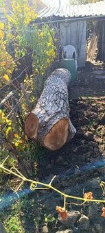 Predam orechovy kmen