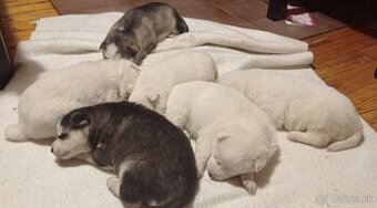 šteniatka Sibírsky Husky