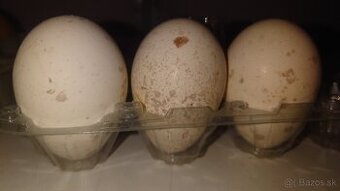 Násadové vajička morka bronzová