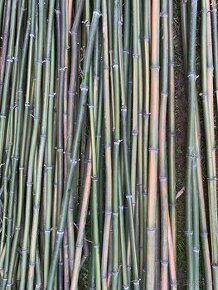 Bambus - tyče - 1