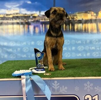 BORDER TERRIER / TERIER