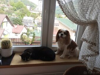 Cavalier na krytie